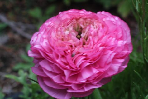 Spring Blooms