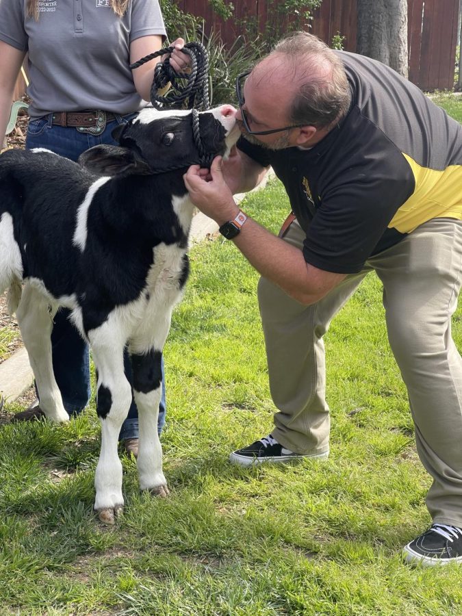 FFA Raises Money with a Kiss the Calf Fundraiser