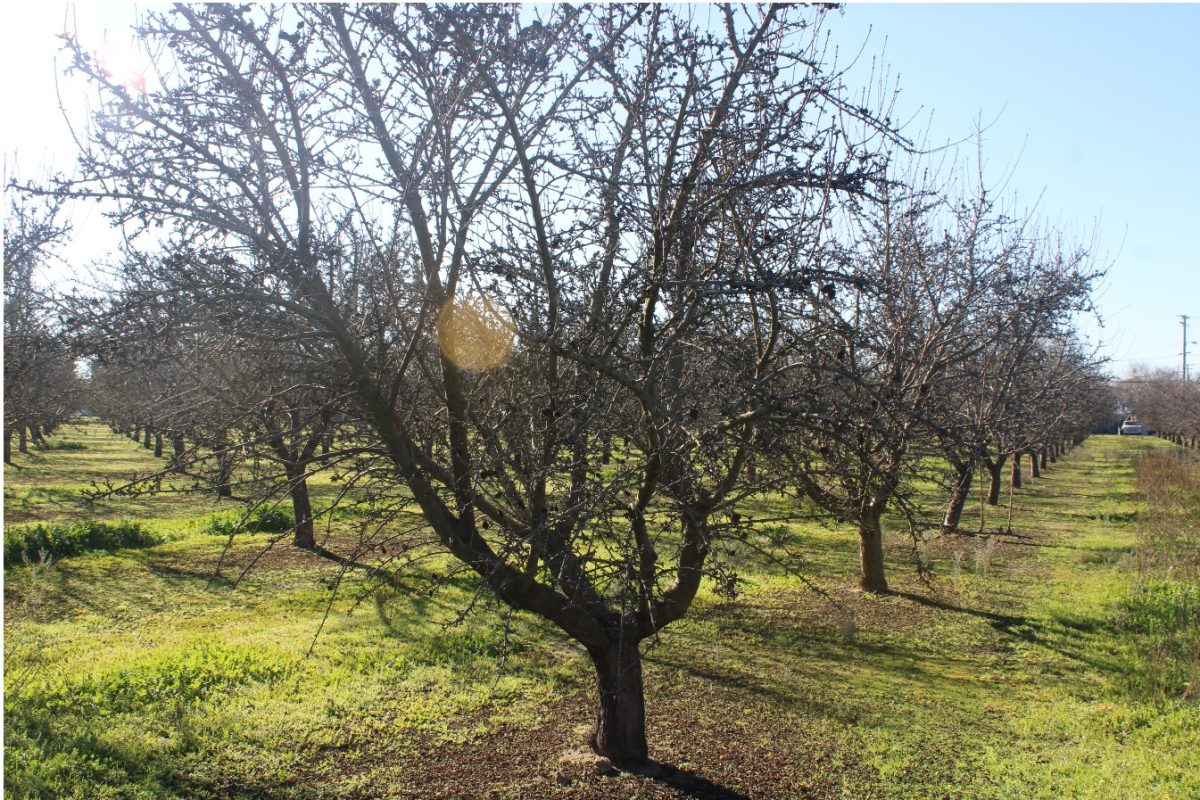 History of Almonds in the Valley