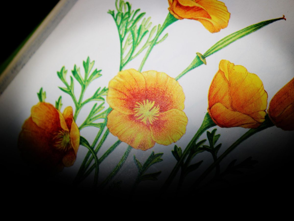 The California Poppy