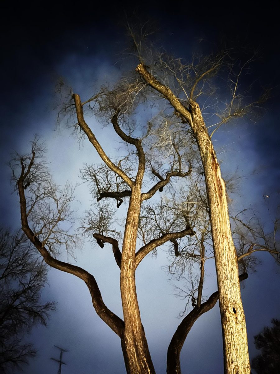 Modesto Ash Trees